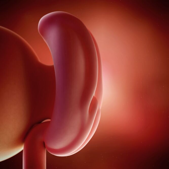 trudnoća četvrti tjedan - LittleDot