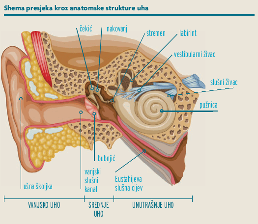 Anatomska struktura ljudskog uha – edukativni prikaz za roditelje i liječnike