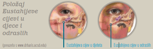 Položaj Eustahijeve cijevi u djece i odraslih - Littledot